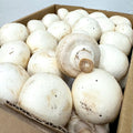White Button Mushroom