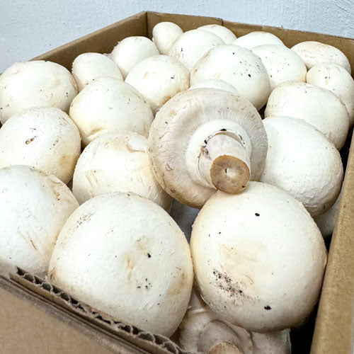 White Button Mushroom
