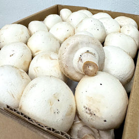 White Button Mushroom