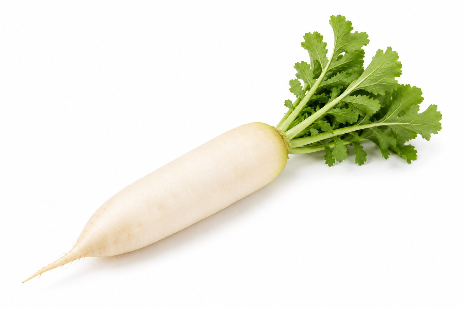 Radish