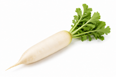 Radish