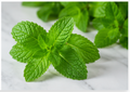 Fresh Mint Leaves