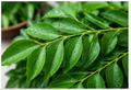 Fresh Curry Leaves